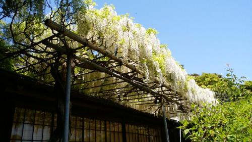 その他四季の花