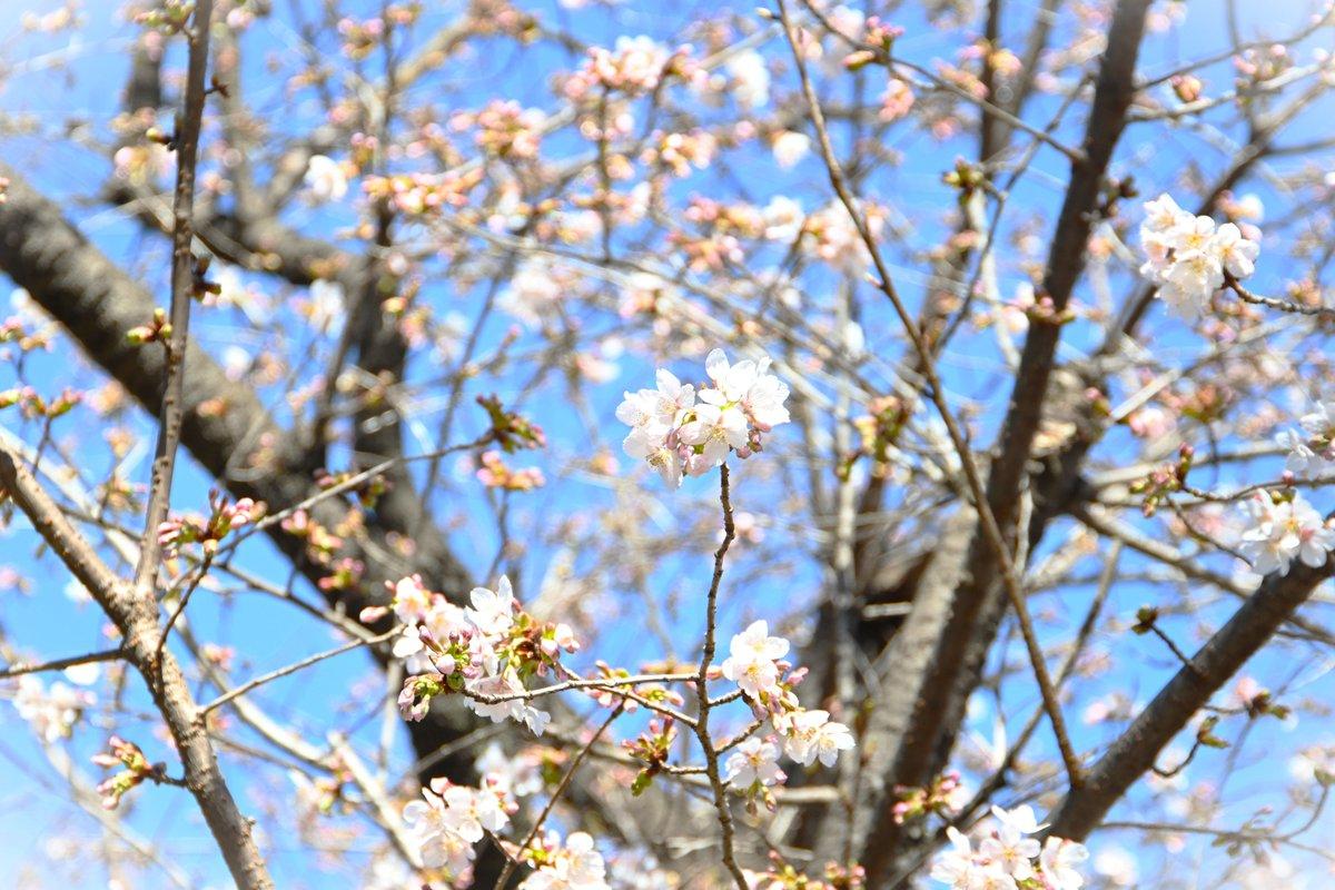 大船フラワーセンター