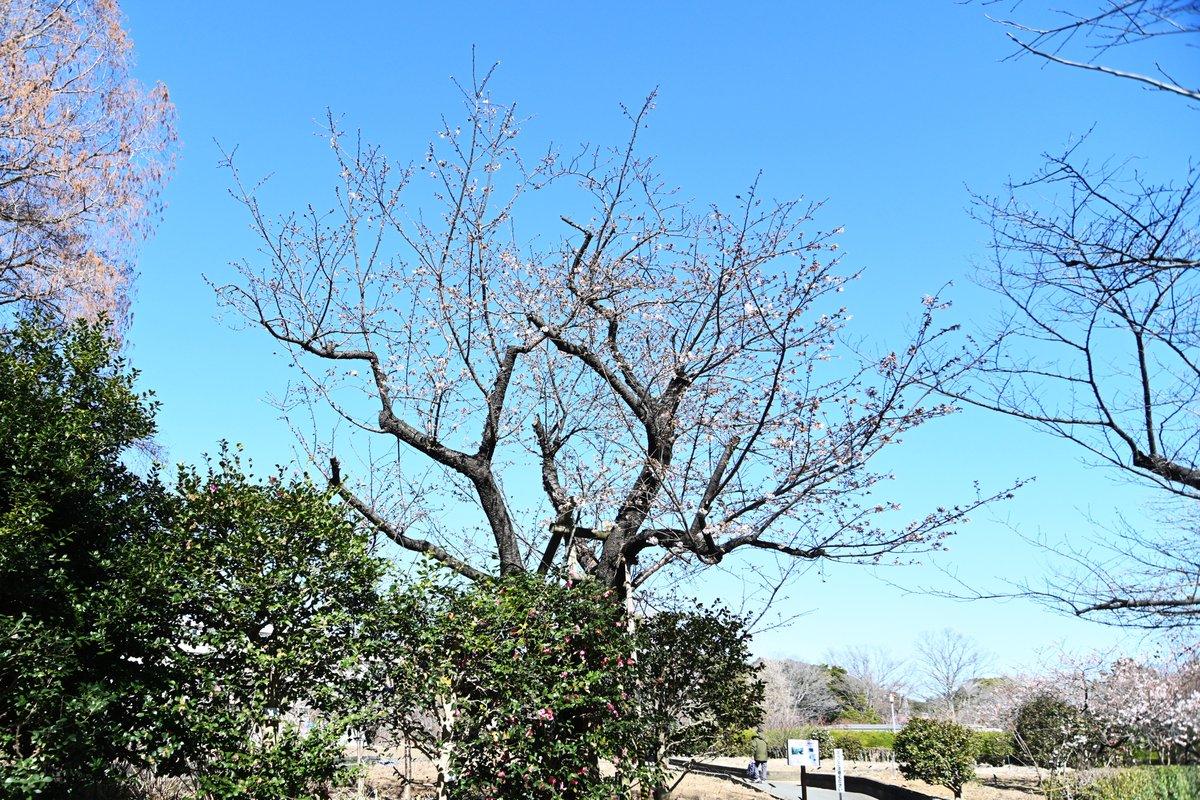 大船フラワーセンター