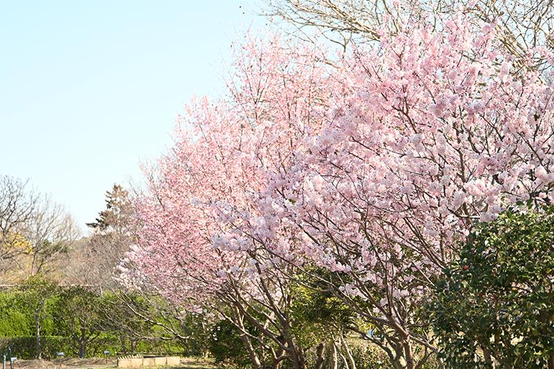 大船フラワーセンター