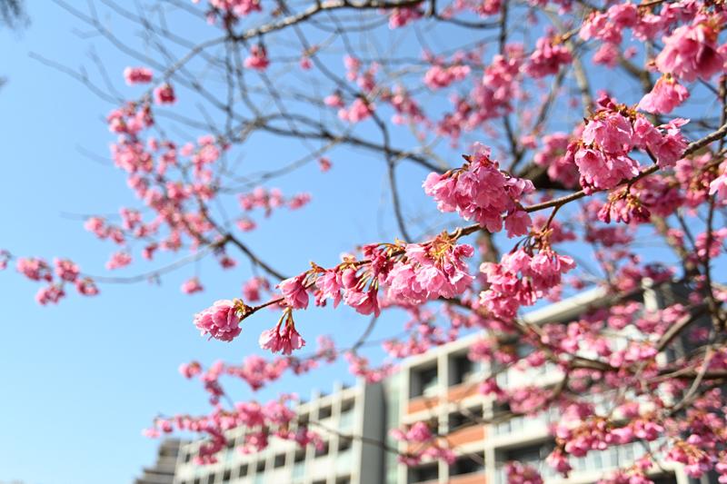 大船フラワーセンター