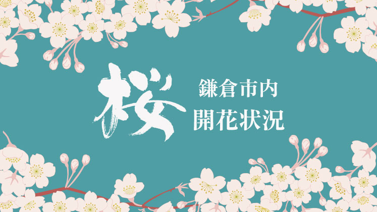 【桜情報】鎌倉市内の開花状況について