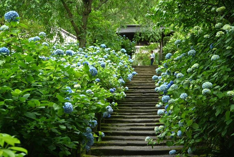 明月院