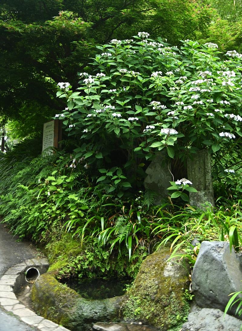 海蔵寺