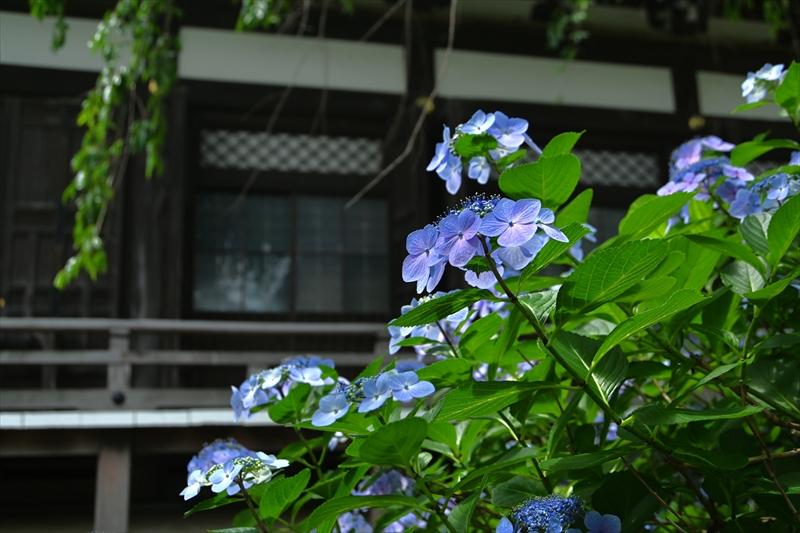 本覚寺