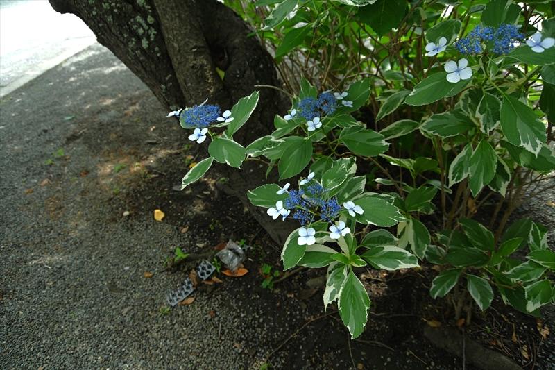 本覚寺