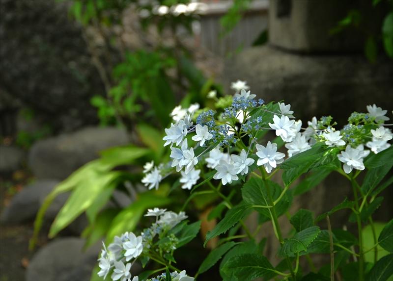 本覚寺