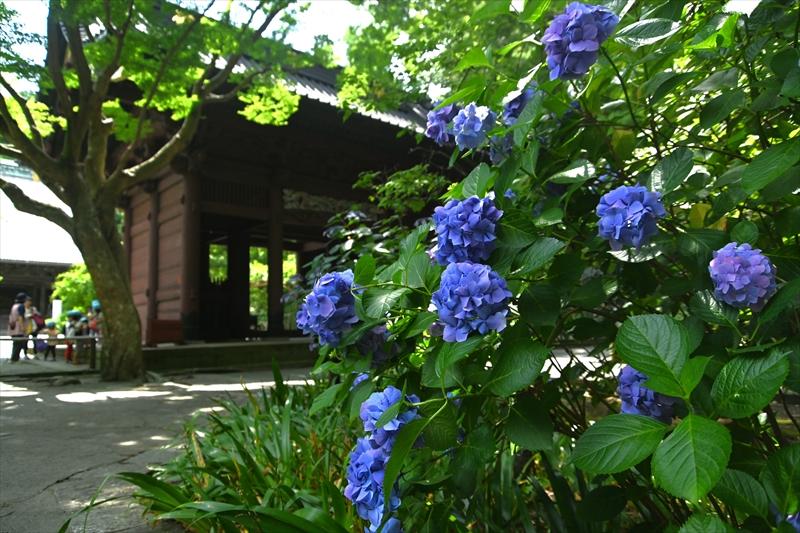 妙本寺