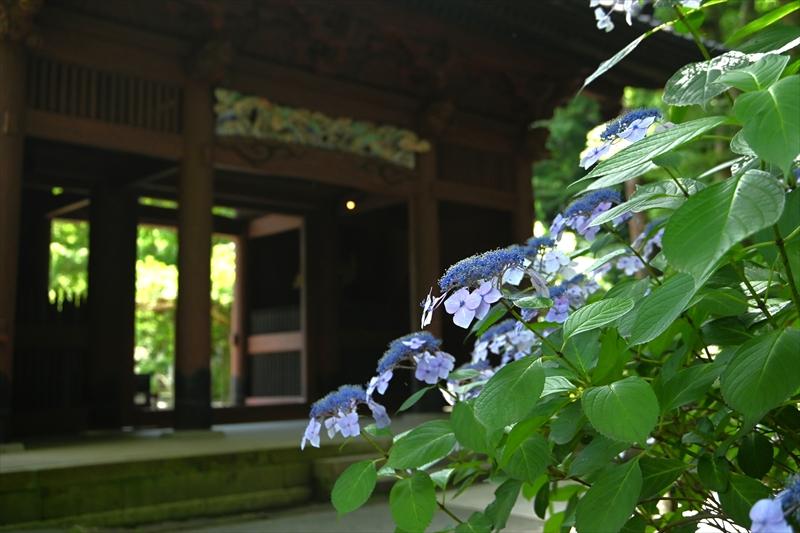 妙本寺
