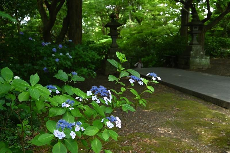 妙本寺