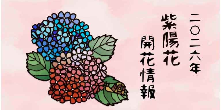 2026年【あじさい情報】鎌倉市内の開花状況について