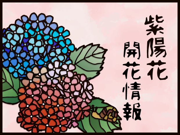 2026年【あじさい情報】鎌倉市内の開花状況について