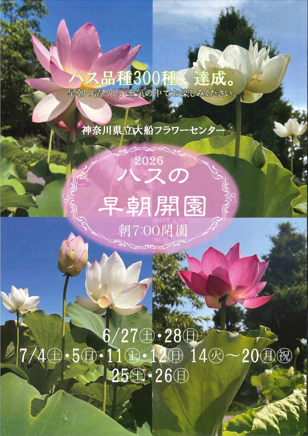 2026年【蓮の情報】鎌倉市内の開花状況について｜鎌倉市観光協会 | 時