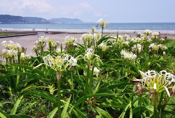 Scene1：歴史にふれる海街めぐり（鎌倉駅～由比ヶ浜、大町、材木座エリア）
