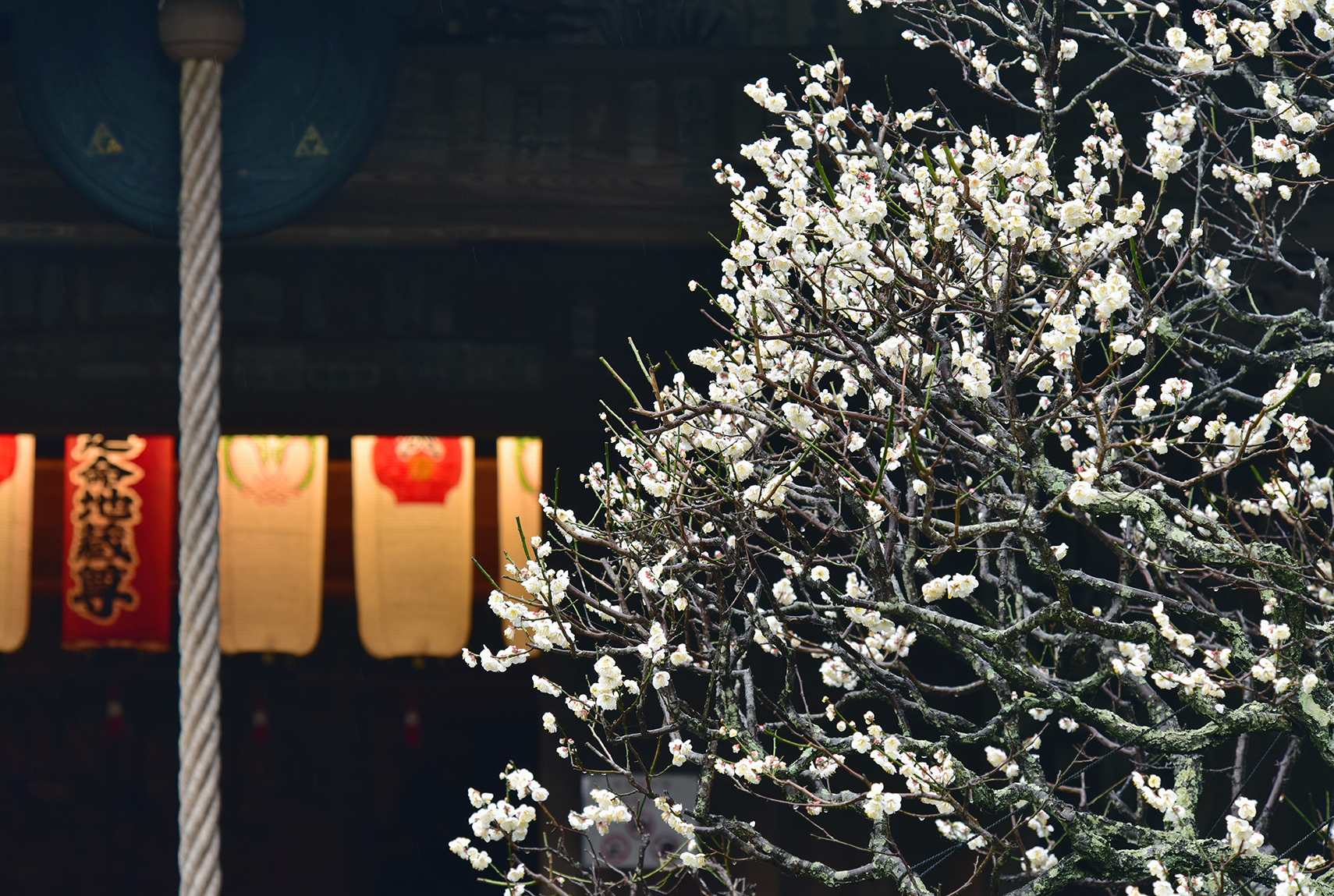 鎌倉の花は色とりどり　花の咲く美しい風景を楽しんで