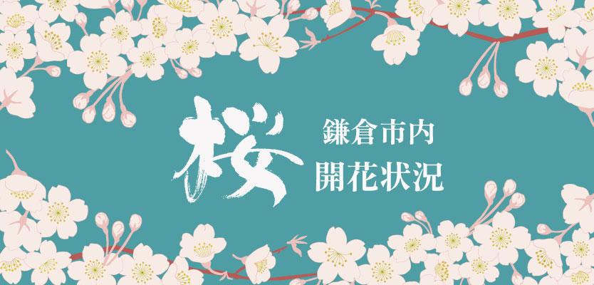 桜開花情報のページを公開いたしました