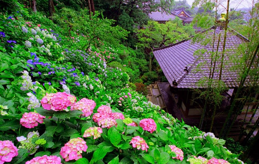 【参加者募集】第6回 出張鎌倉ミュージアム 長谷寺　令和8年6月8日～12日