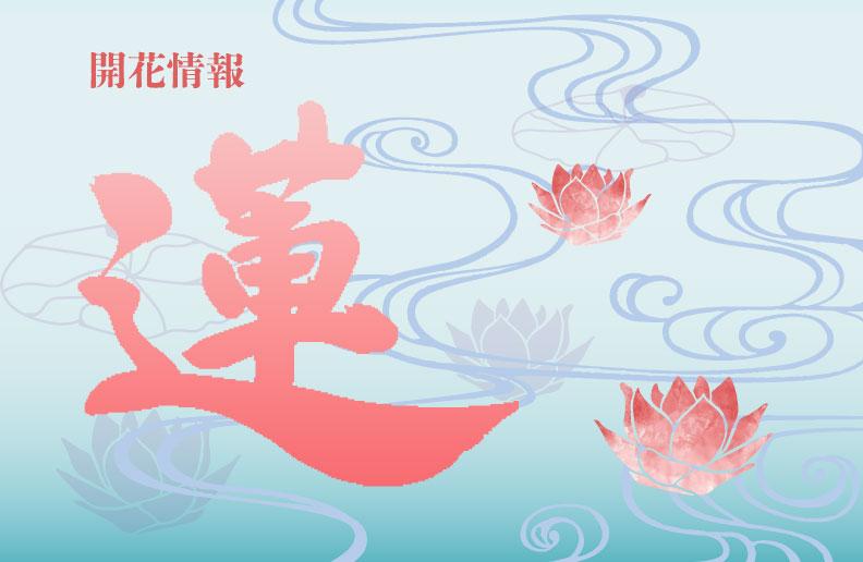 2026年 蓮の花 開花情報ページを公開しました