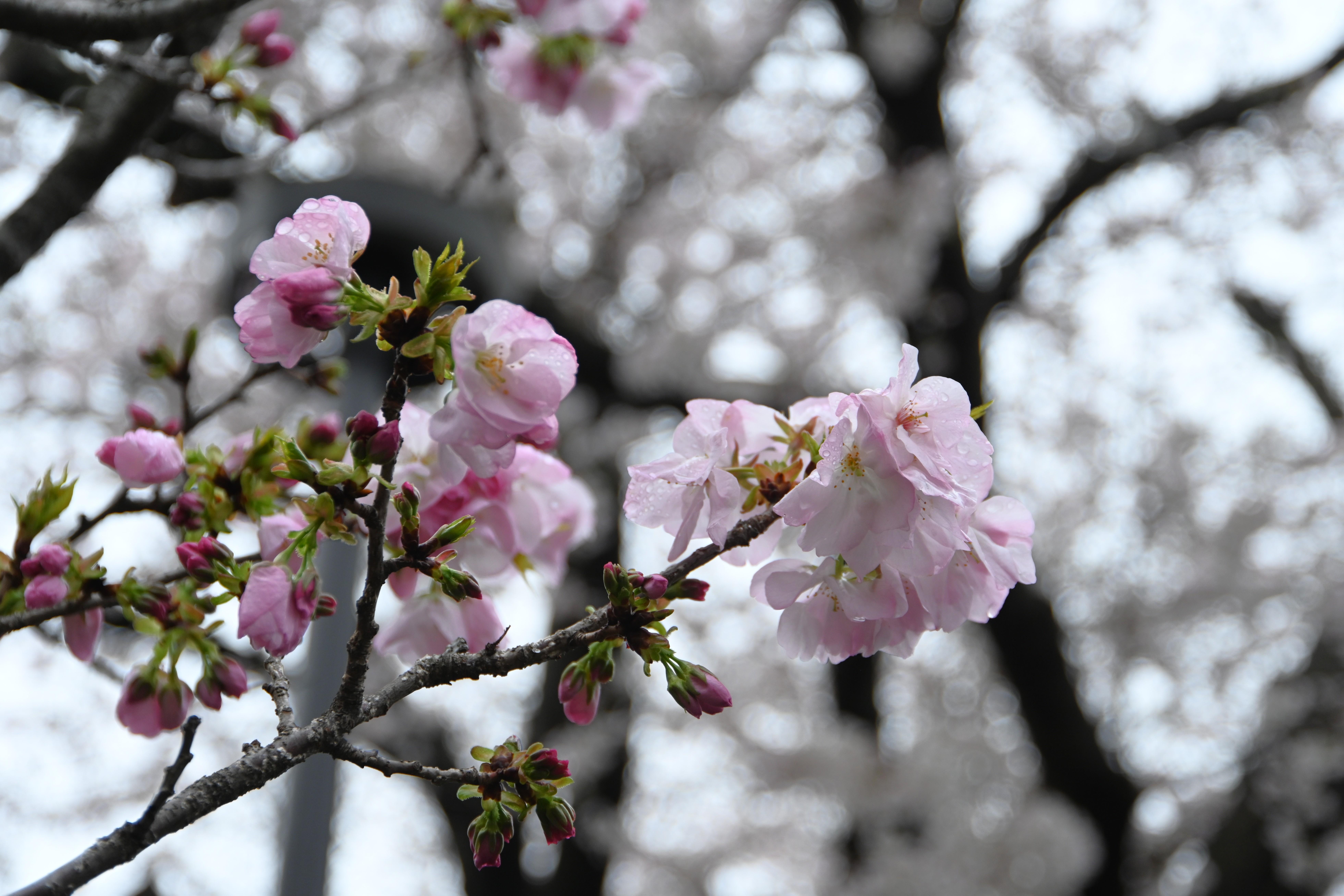 桜情報を更新しました。段葛の桜が満開です。