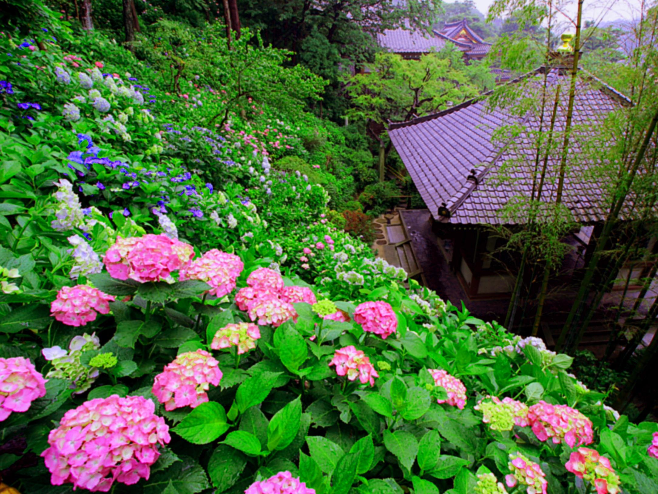 【参加者募集】第6回 出張鎌倉ミュージアム 長谷寺　令和8年6月8日～12日