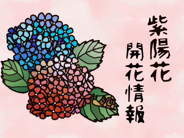 2026年　あじさい開花情報のページを公開しました