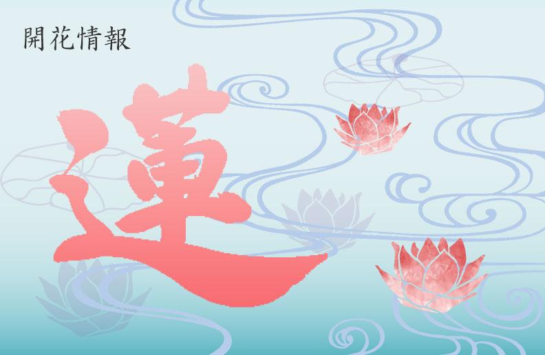 蓮の開花情報を更新しました