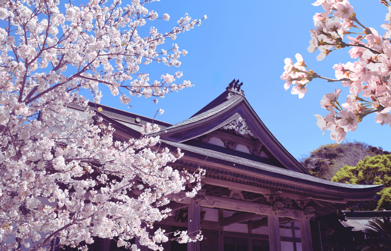 観桜会（光明寺）