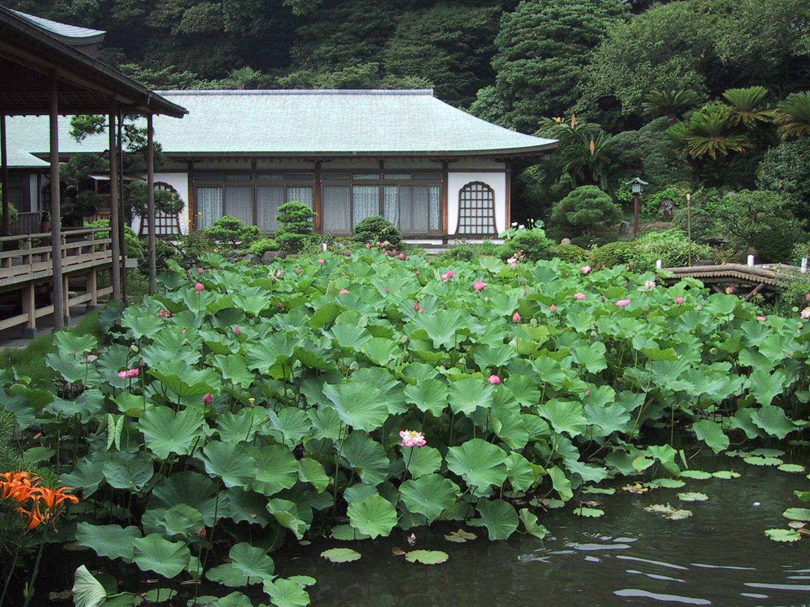 観蓮会（光明寺）