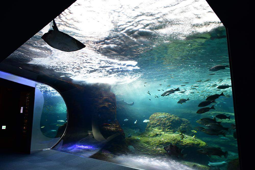 新江ノ島水族館《藤沢市》