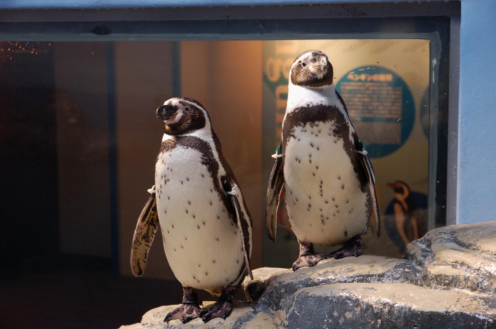 新江ノ島水族館《藤沢市》