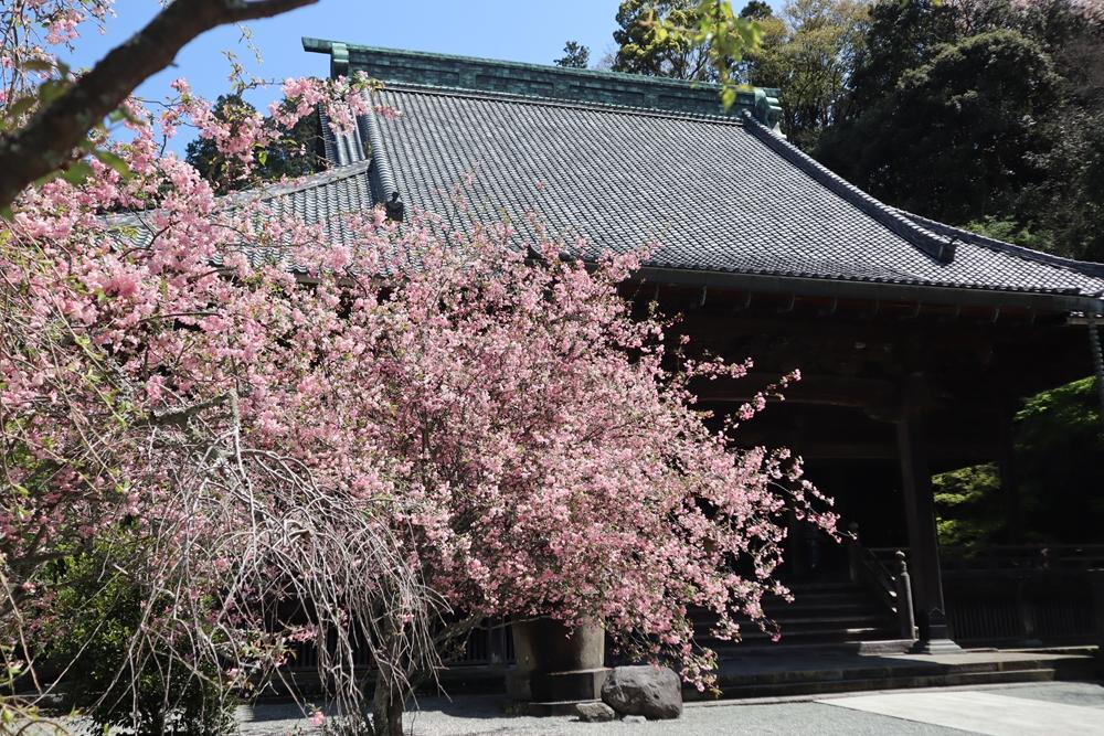 妙本寺