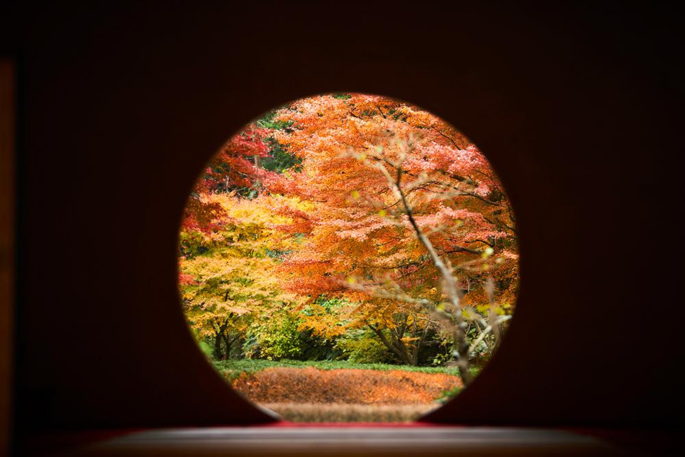 明月院(あじさい寺)