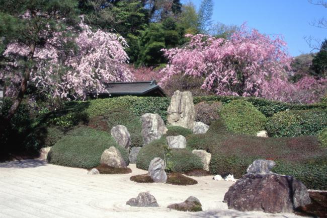 明月院(あじさい寺)