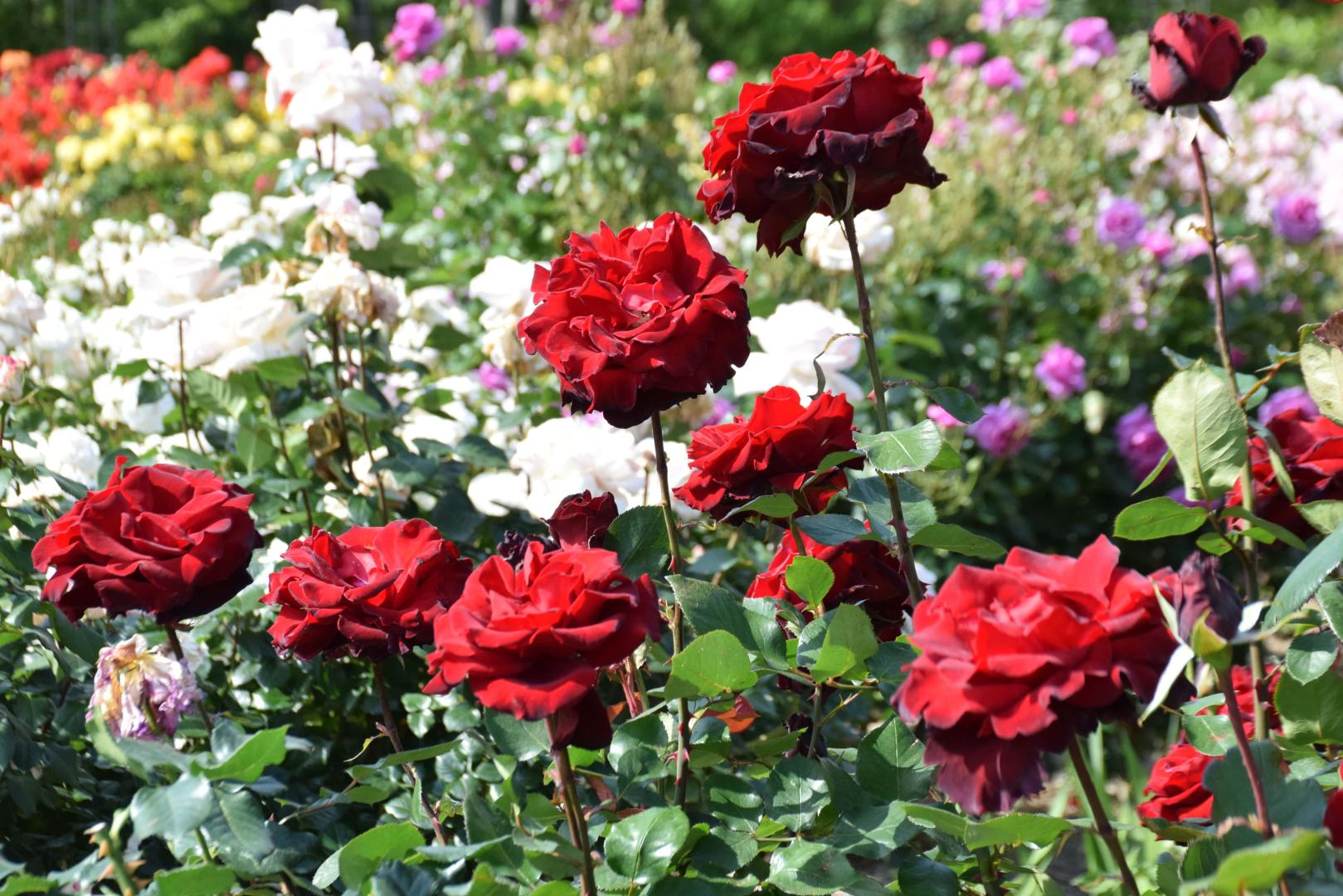 神奈川県立大船フラワーセンター