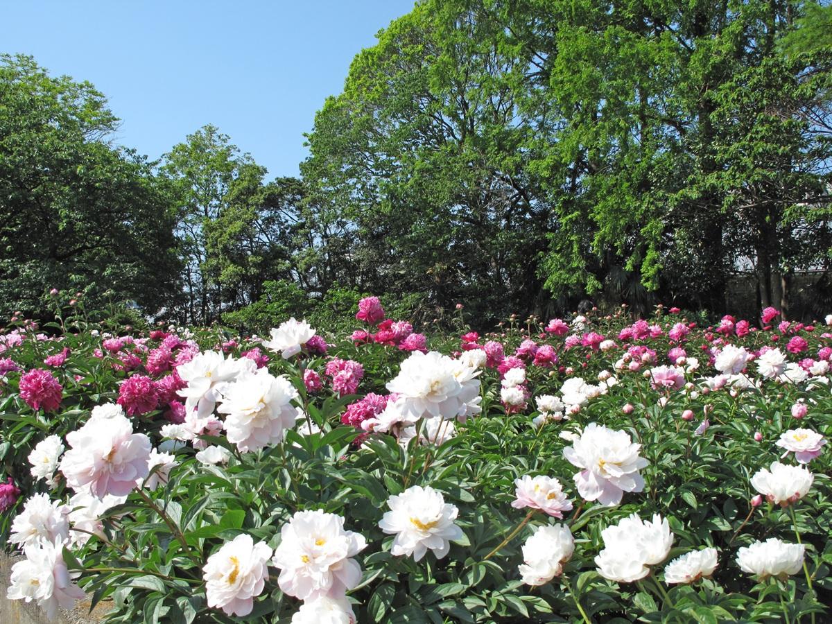 神奈川県立大船フラワーセンター