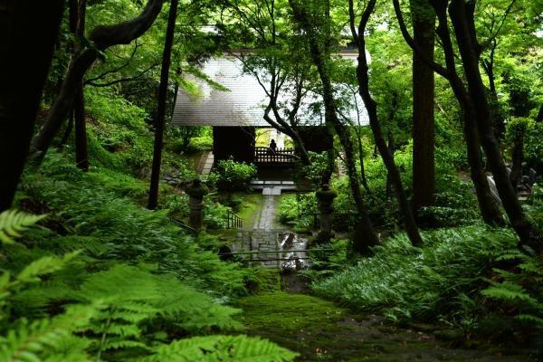 5月・6月 「妙法寺の苔」