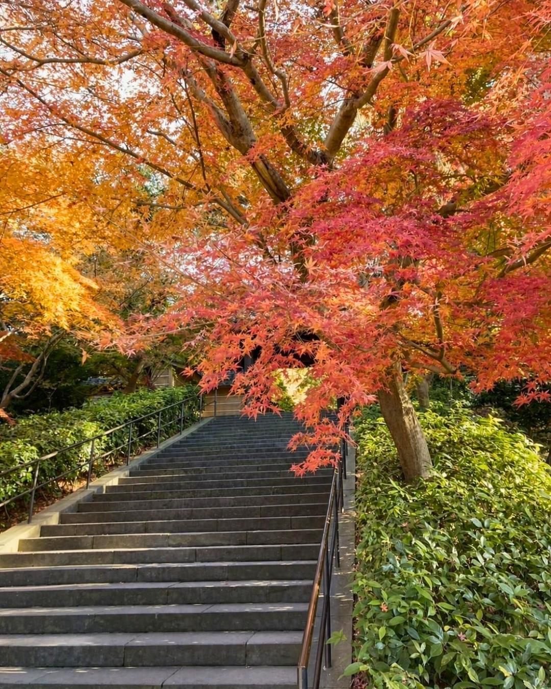 秋の鎌倉を、もっとゆっくり楽しむ。泊まるからこそ出会える、朝の景色