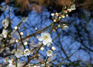 最新のお献立　【早春】