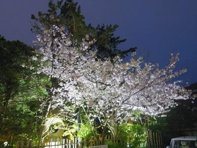 お庭の桜をライトアップしました