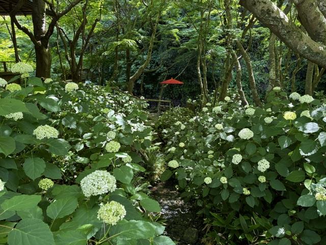 初夏を彩るアジサイ