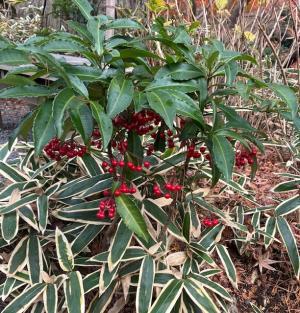 2026年1/7（水）より開園いたします