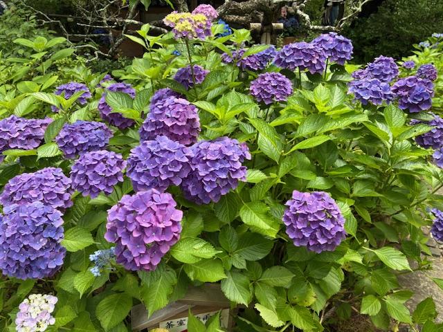 2026年の紫陽花は？