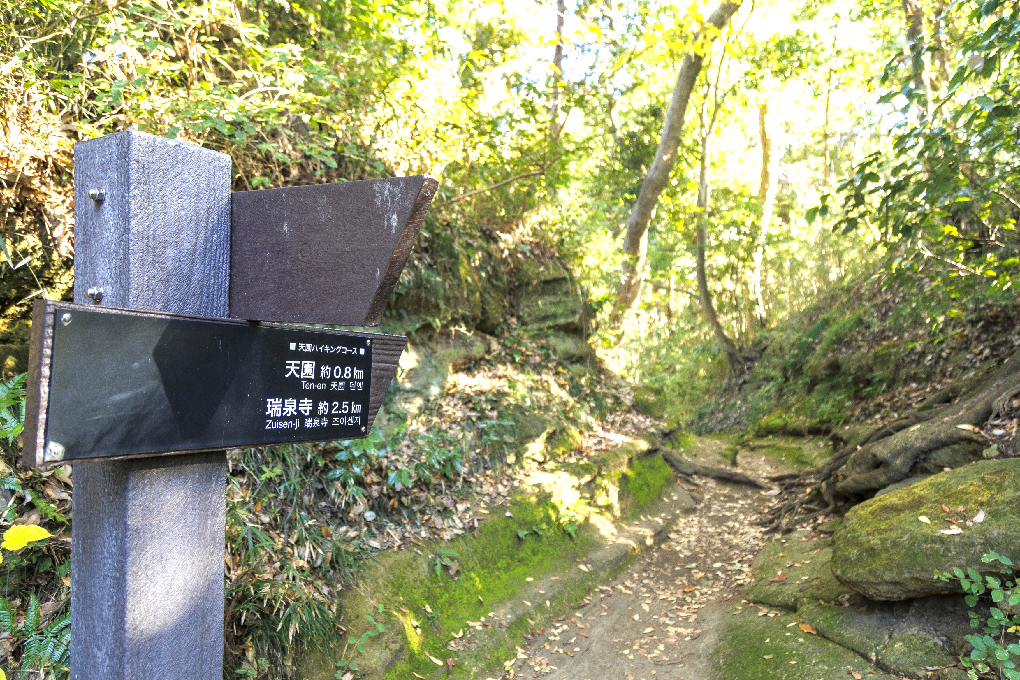 天園ハイキングコース