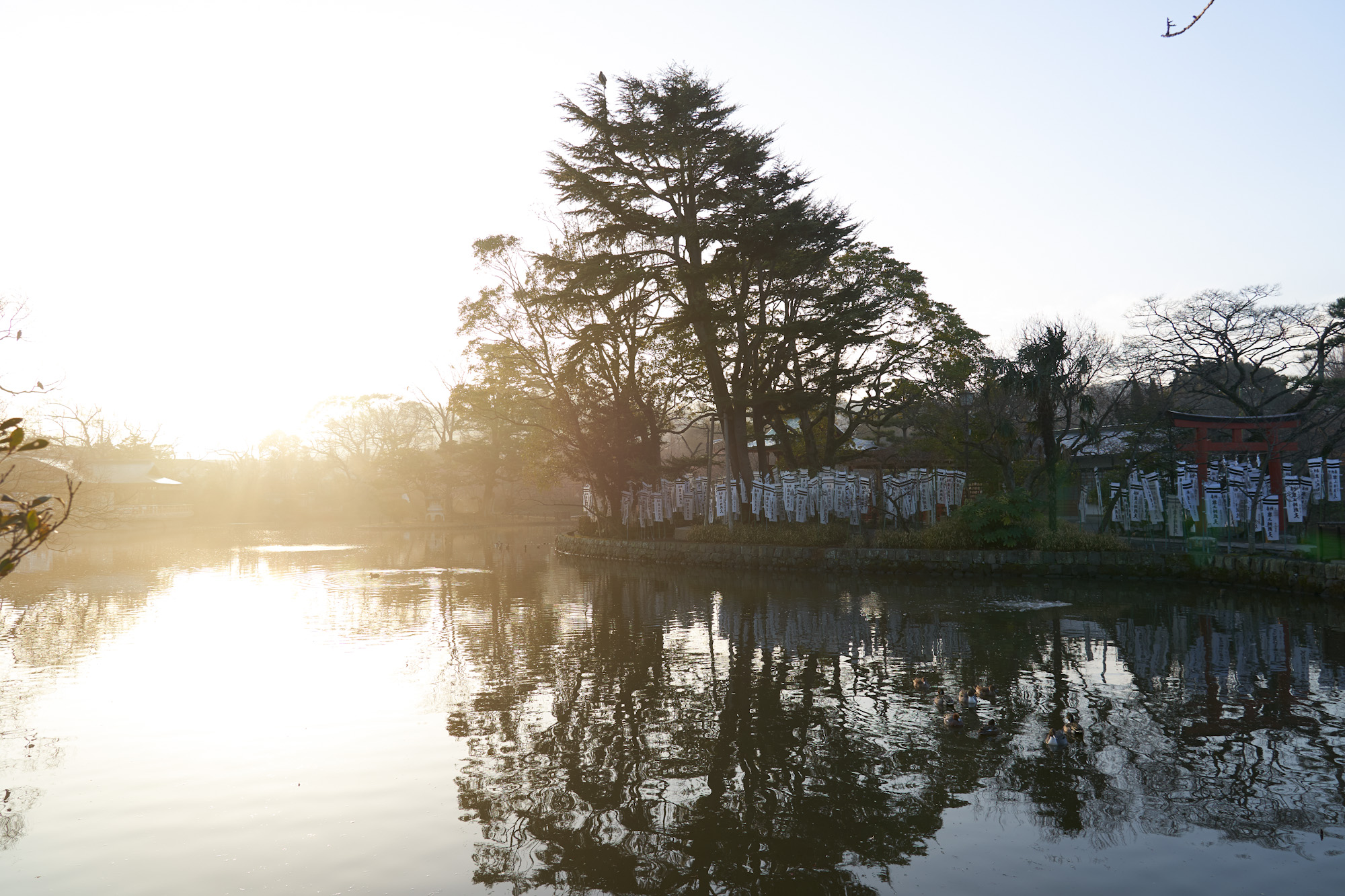 輝く池の水面、源平池の美しさを知る