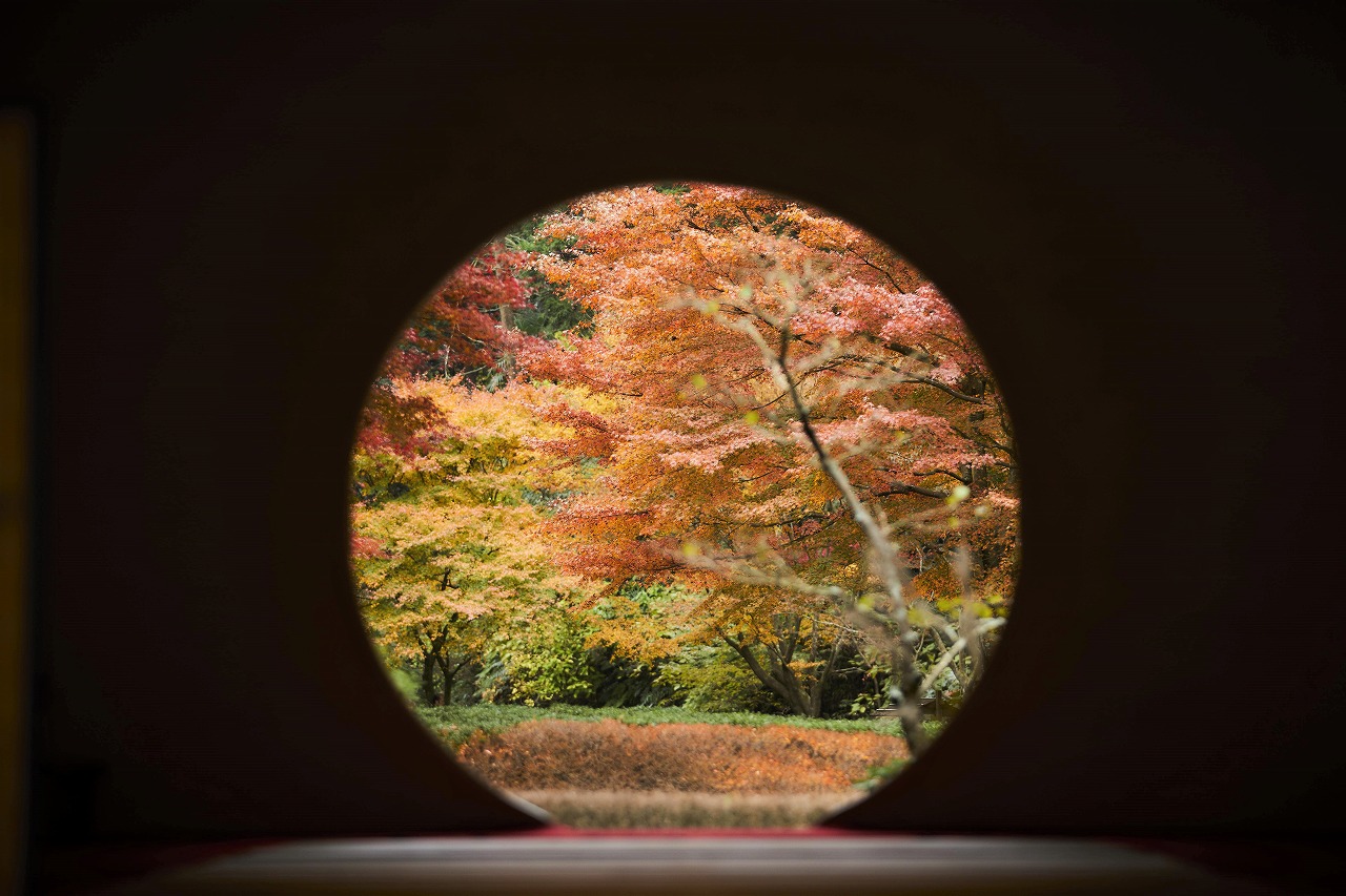 明月院丸窓からの紅葉