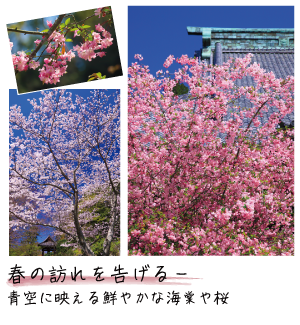 春の訪れを告げる―青空に映える鮮やかな海棠や桜
