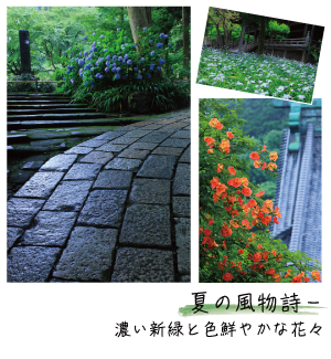 夏の風物詩－濃い新緑と色鮮やかな花々