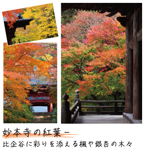 妙本寺の紅葉－比企谷に彩りを添える楓や銀杏の木々