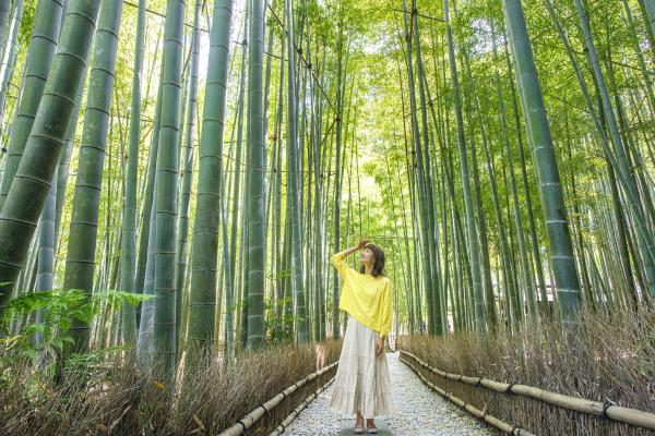 ほうこくじ　前田さん竹林で