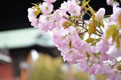 本覚寺0401